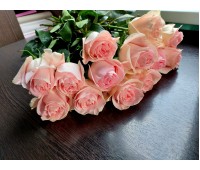Голландская роза розовая 